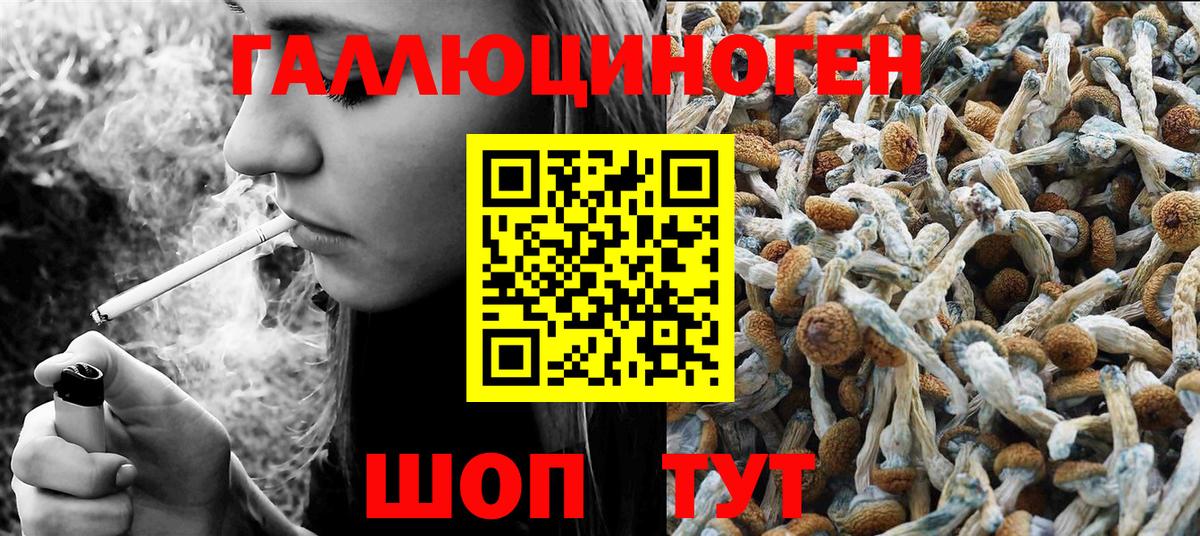 Камышин  Псилоцибиновые грибы мицелий  Вход с VPN 